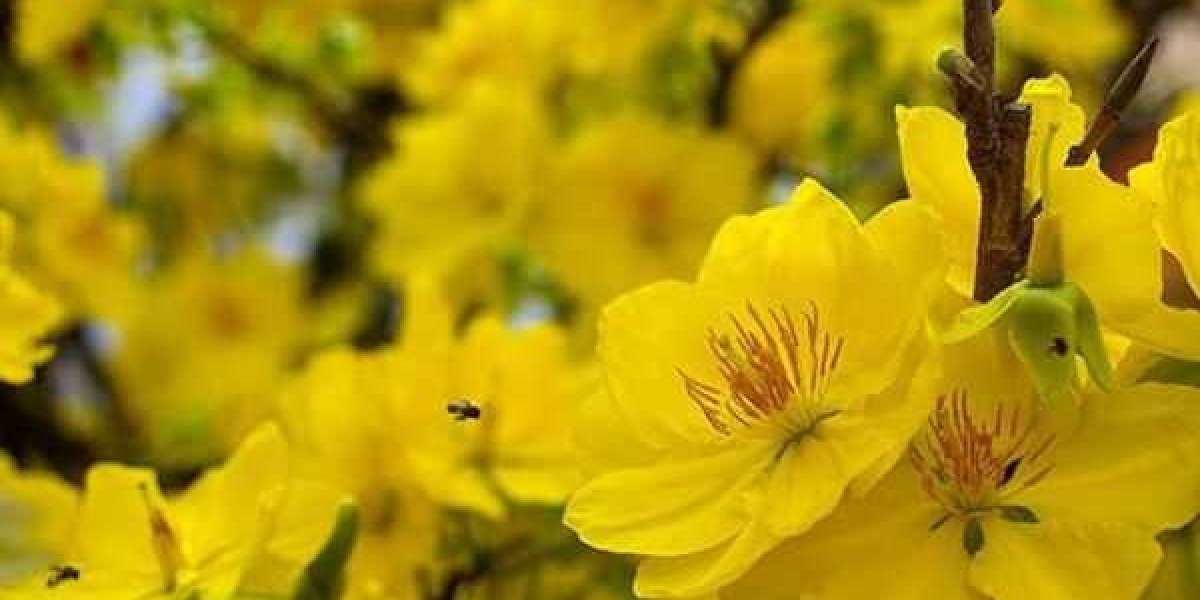 Kỹ thuật chăm sóc mai vàng trong chậu sau tết