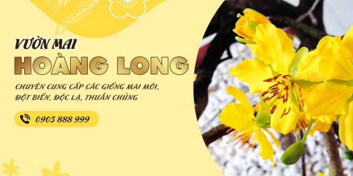 Mai Vàng An Nhơn