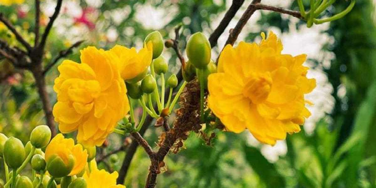 Xây Dựng Nhãn Hiệu Mai Chiếu Thủy Nu: Đánh Dấu Sự Phát Triển Văn Hóa và Kinh Tế