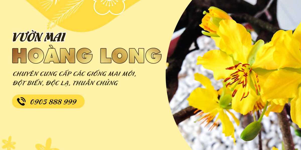 Bí quyết chăm sóc mai vàng chuẩn chuyên gia