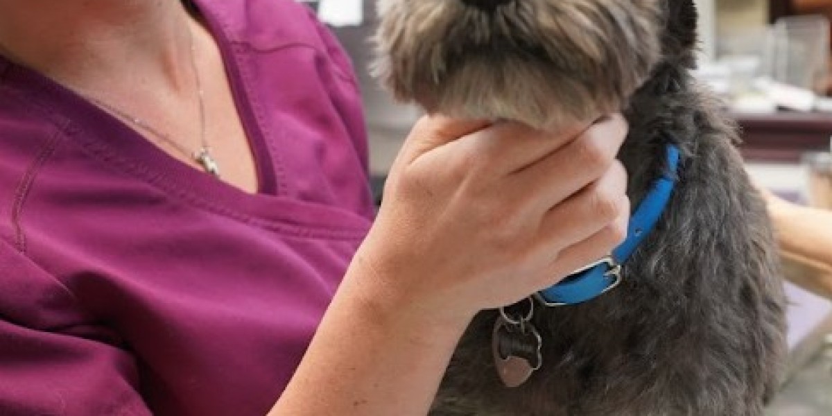 Healing Pets Naturally: How Cold Laser Therapy Relieves Pain and Boosts Recovery