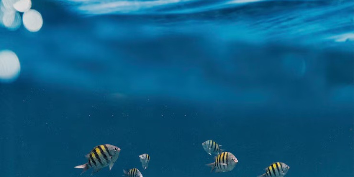 Exploring the Experience of Florida Fishing Charters