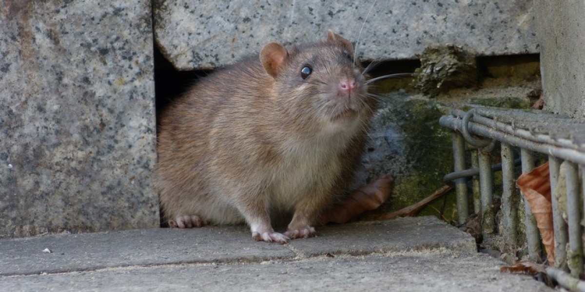 Rat Training in NY: How Experts Are Learning to Outsmart the Smartest Pests