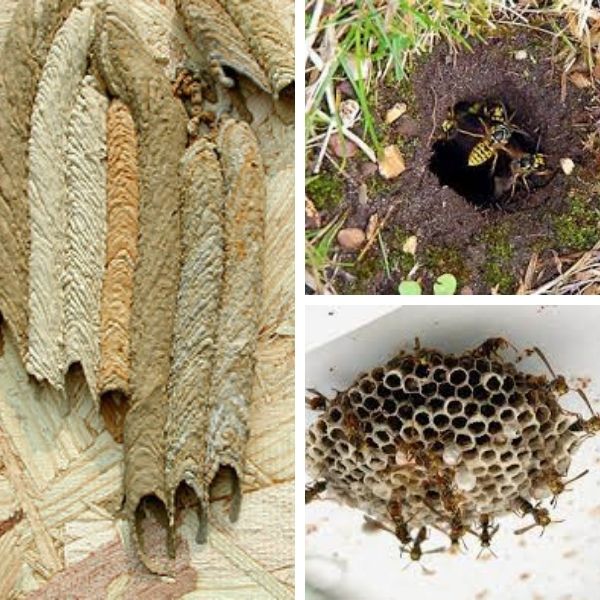 Common Wasps in Australia - Wasp Nest Identification & Removal
