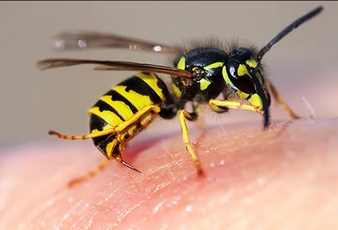 Top 3 Wasp Deterrents You Should Know - Find Out!