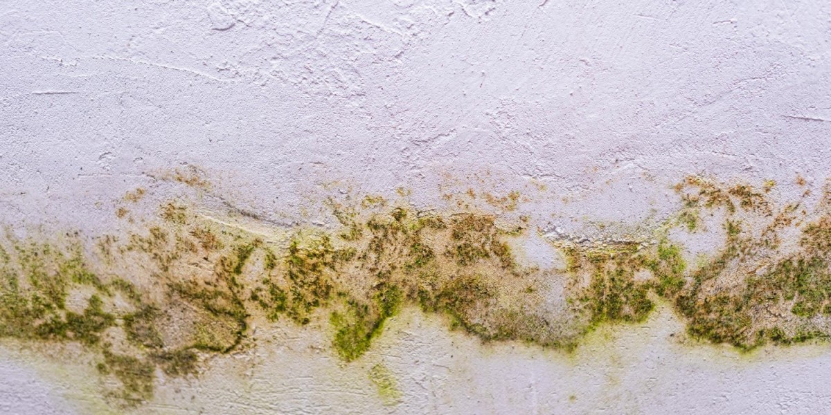 How Mold Remediation Works: A Complete Guide for Port St. Lucie Homeowners