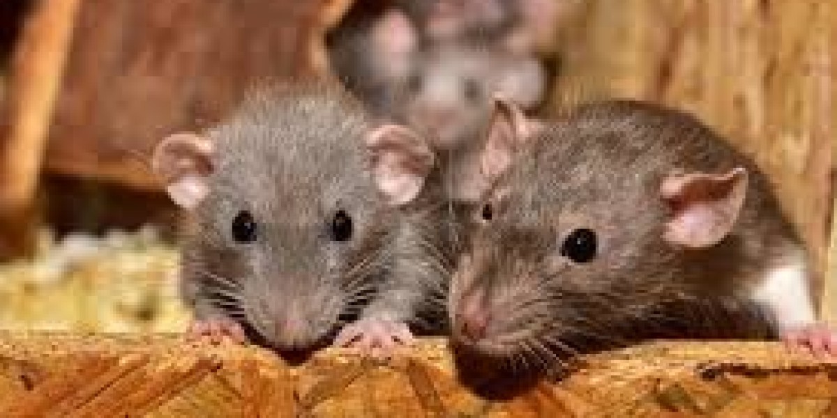 Sustainable Pest Defence: Melbourne’s Leading Eco-Friendly Solution