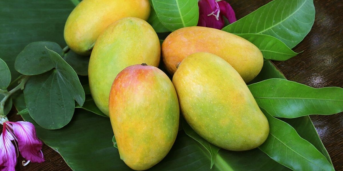Where to Buy Export Quality Chaunsa Mango for the Best Price