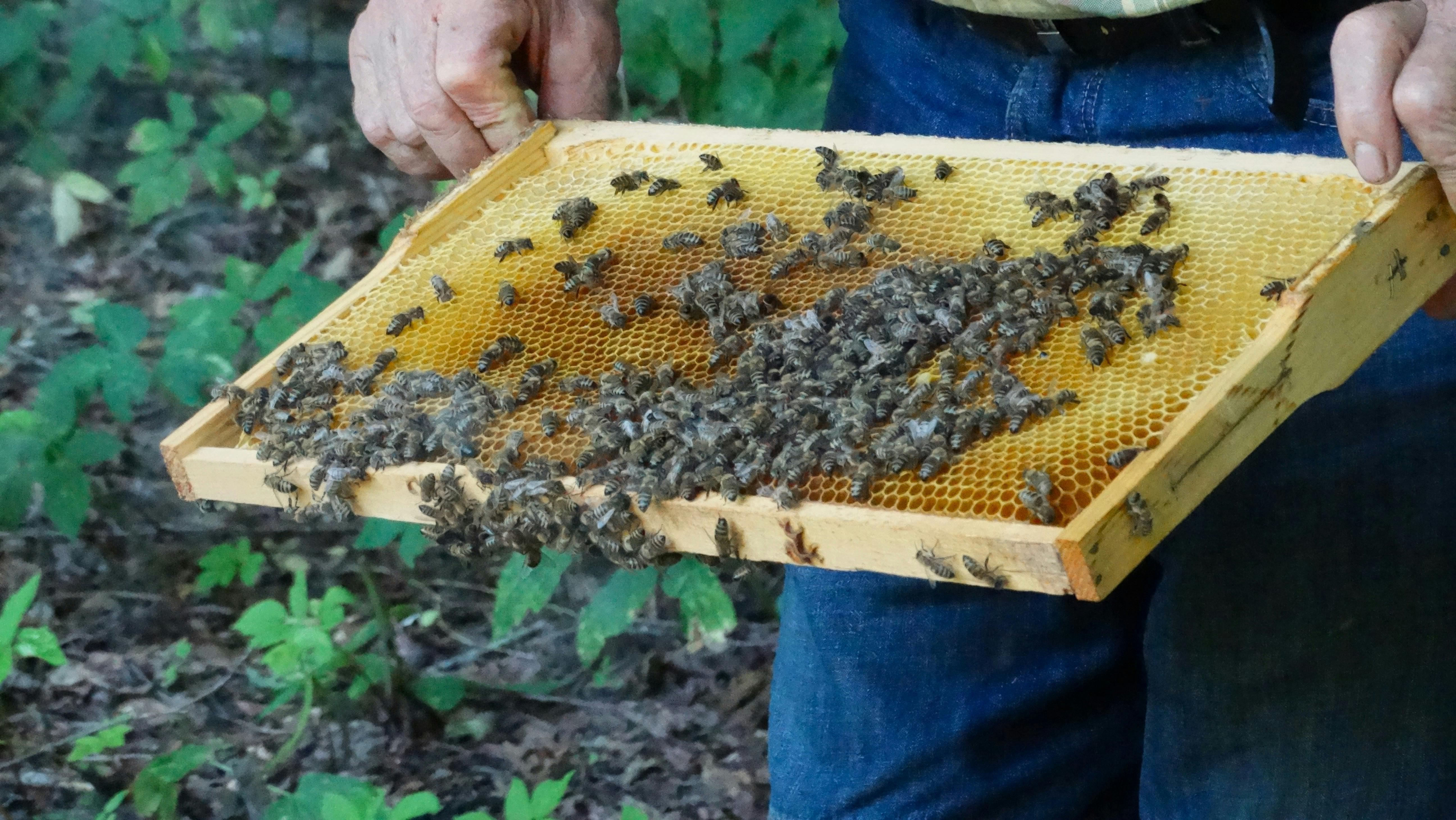 Safe, Swift & Sustainable – Expert Beehive Removal and...